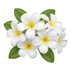 White Plumeria Flower Cluster with Green Leaves Isolated PNG with Transparent Background