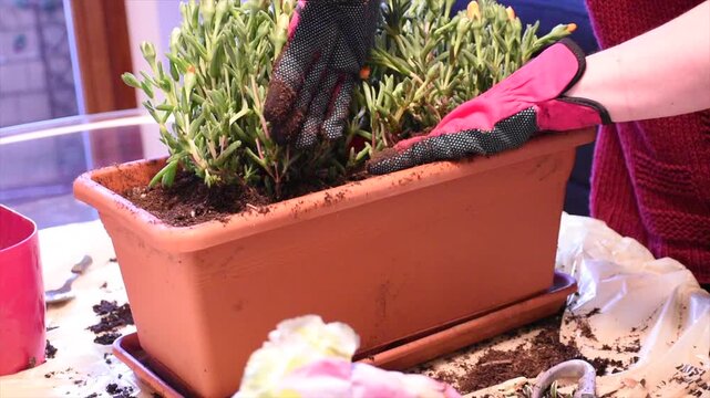 Springtime indoor repotting of a green houseplant by a woman wearing purple gloves at home passionate gardener in a cozy urban apartment