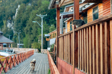 dog and cat in small town