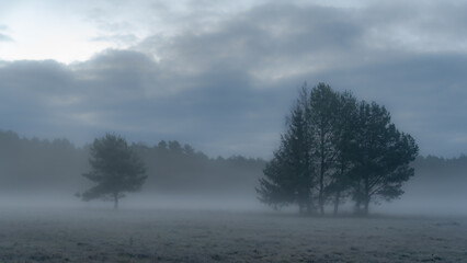 Poranna mgła na łące okalająca drzewa