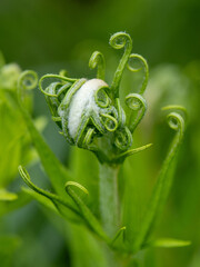 fiddlehead of a new plant in Buenos Aires, Argentina