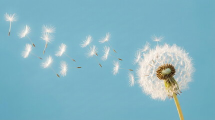 Delicate dandelion seeds gracefully blow away against a clear blue sky, symbolizing freedom, wishes, and new beginnings.