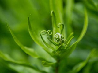 fiddlehead of a new plant in Buenos Aires, Argentina