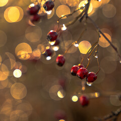 Czerwona dzika róża w złotej odsłonie © Dany Damiano