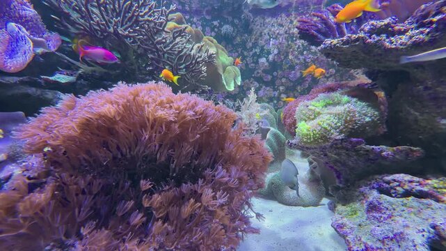 tropical fish swimming in coral reef aquarium with purple corals and clear water
