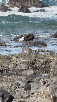 Ein Seidenreiher fischt in der Flachwasserzone vor La Gomera
