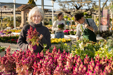 Mature woman with gray hair chooses a celosia mix in a pot for her garden. Customer carefully...