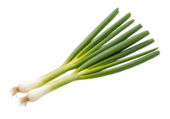 Two fresh green spring onions with white bulbs and roots, high resolution photograph isolated on transparent background