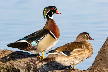 00715-09618 Wood Ducks (Aix sponsa) male and female on log in wetland Marion Co. IL