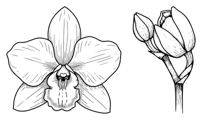 Hand drawn orchid flower vector illustration featuring blooming petals and buds in vintage botanical sketch style for floral design © Anna