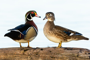 00715-10817 Wood Duck (Aix sponsa) male & female on log in wetland Marion Co. IL