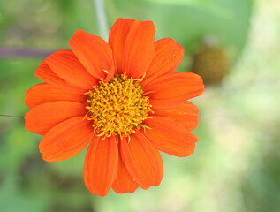 Beautiful zinnias in the garden