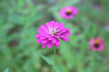 Beautiful zinnias in the garden