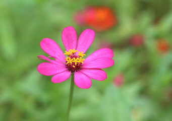 Beautiful zinnias in the garden