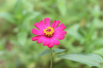 Beautiful zinnias in the garden
