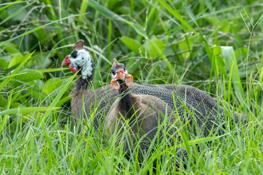 Close-up of two guinea fowl standing in the long grass, Indonesia