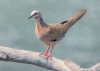 Close-up side view of a wild spotted dove (Spilopelia chinensis) standing on a weathered branch, Australia
