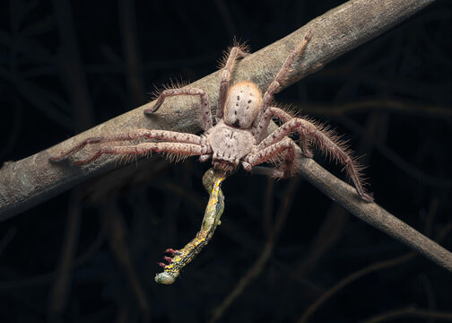 Close-up of a huntsman spider (Sparassidae) eating a geometer moth caterpillar (Chlenias banksiaria) on a branch at night, Australia