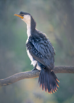 Rear view of a wild little pied cormorant (Microcarbo melanoleucos) perched on a branch in blurred woodland vegetation, Australia