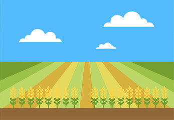 Fototapeta premium Rows of golden ripe wheat growing in a vast agricultural field.
