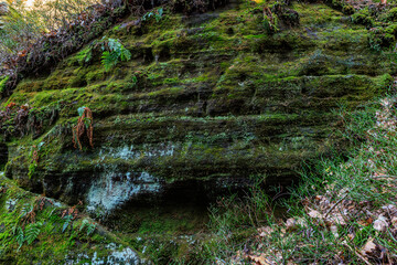 Verdant moss-covered rock face in lush forest setting