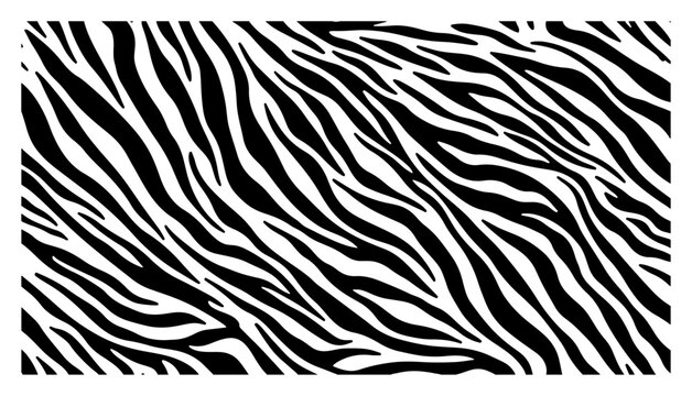 Abstract black and white zebra stripes pattern or wild animal skin texture background for safari design