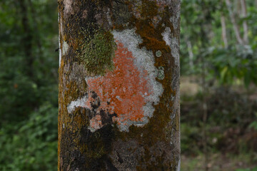A rubber tree trunk with its bark covered in colorful lichen, Pogonatum, and algae