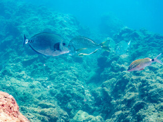 ヘダイ, Goldlined seabream, Rhabdosargus sarba, タイ科,
ニザダイ, Sawtail, Prionurus scalprum, ニザダイ科
ホウライヒメジ, Whitesaddle goatfish, Parupeneus ciliatus, ヒメジ科,
他の群れ。
ヒリゾ浜南伊豆町中木
静岡県伊豆半島-2025
日本有数のシュノーケリングスポット。
