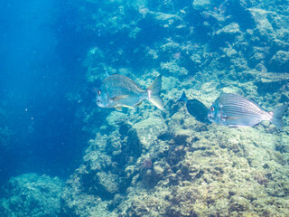 ヘダイ, Goldlined seabream, Rhabdosargus sarba, タイ科,
ニザダイ, Sawtail, Prionurus scalprum, ニザダイ科
ホウライヒメジ, Whitesaddle goatfish, Parupeneus ciliatus, ヒメジ科,
他の群れ。
ヒリゾ浜南伊豆町中木
静岡県伊豆半島-2025
日本有数のシュノーケリングスポット。

