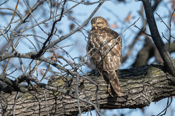 Juvenile red-tailed hawk perched on a branch, blood on its beak.