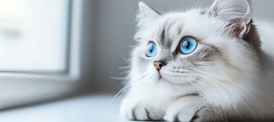 Beautiful Blue Eyed Ragdoll Cat Relaxing by the Window, Fluffy Siamese Kitten Enjoying the Sunlight
