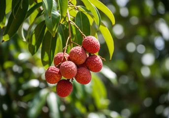 Obraz premium Cluster of Ripe Lychee Fruits with Rough Red Skin Hanging from Tree in Botanical Macro Close-Up