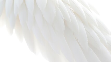 A close-up of natural white wings with detailed feather textures, illuminated by soft overhead lighting.