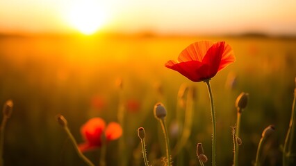 Close-up of a single red poppy in a sunset-lit field, glowing with warm golden backlight.