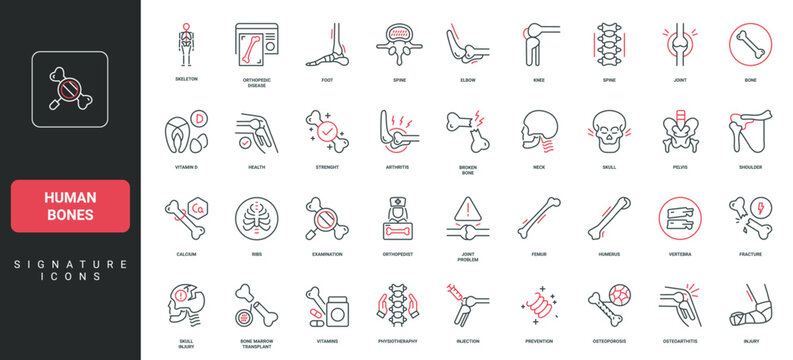 Human bones and joint care, rheumatology, medical support for orthopaedic diseases, injury line icon set. Pain of broken bone, osteoarthritis thin black and red outline symbols vector illustration