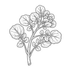 Obraz premium Detailed Line Drawing Illustration of a Watercress Plant with Round Leaves and Stem Against a White Background