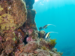 ツノダシ, Moorish Idol, Zanclus cornutus, ツノダシ科,
イボヤギ, Orange Cup Coral,
カイメン, Sea Sponge,
他の群れ。
ヒリゾ浜南伊豆町中木
静岡県伊豆半島-2025
日本有数のシュノーケリングスポット。
夏の数カ月間だけ渡し船で行ける。
水質透明度魚影が素晴らしい。
