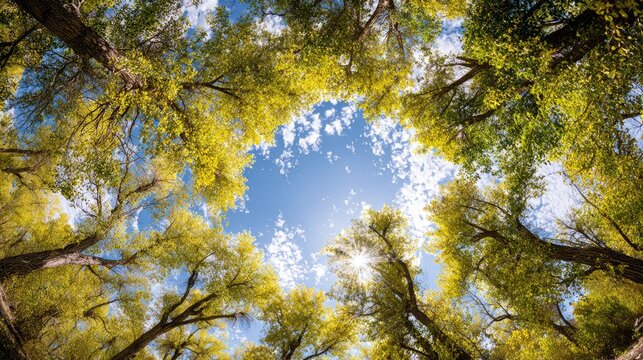 Looking up through trees towards the sunlit blue sky.