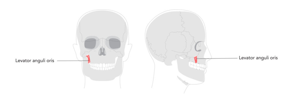 Levator anguli oris - Human facial muscle elevating the corner of the mouth, essential for smiling and facial expression, shown in detailed labeled anatomy chart for medical education and reference.