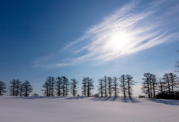 Tree shadows and sunlight stretching across the winter sky