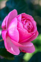 Obraz premium A vibrant, deep pink rose, still tightly furled, showcases its perfect, velvety petals and rich colour against a dark, lush green background.