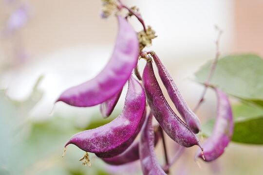 Purple beans grow naturally outdoors