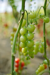 Tomatoes, fruits, and tomatoes grow in a greenhouse