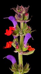 Salvia viridis inflorescence with red and purple bracts against a black background.