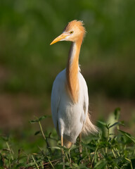 The orange plumage of the Cattle Egret