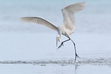 Egret dances on the ocean