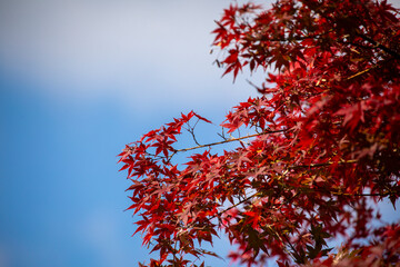 Sekizan Zen-in, Kyoto, Japan in late autumn