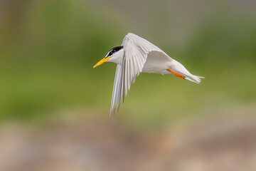 Close fly by of a Little Tern