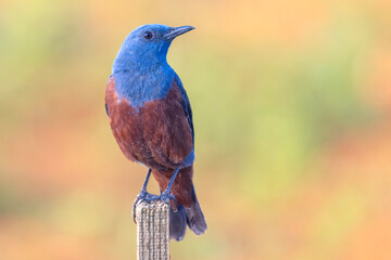 Male Blue rock thrush in nice light