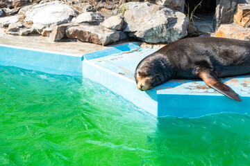 アシカが日差しでくつろぐ心地よい午後
